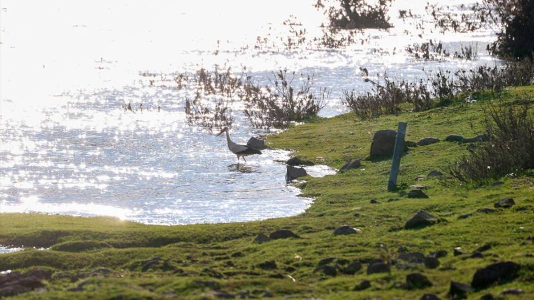 Artık bu zahmete girmiyorlar bile! Doğanın dengesinin bozulduğunun en büyük ispatı gibi... 1
